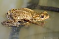<br><br>Nom anglais : Common toad
<br>La coloration du dos du Crapaud commun, souvent uniforme, est assez variable.
<br><br>Photo réalisée en France, dans l'Allier (Auvergne)
<br><br> Crapaud commun
Bufo bufo
Common toad
Auvergne
Allier
coloration 